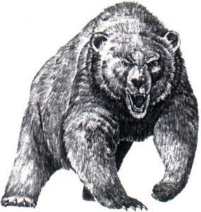 Pisgah Black Bear
